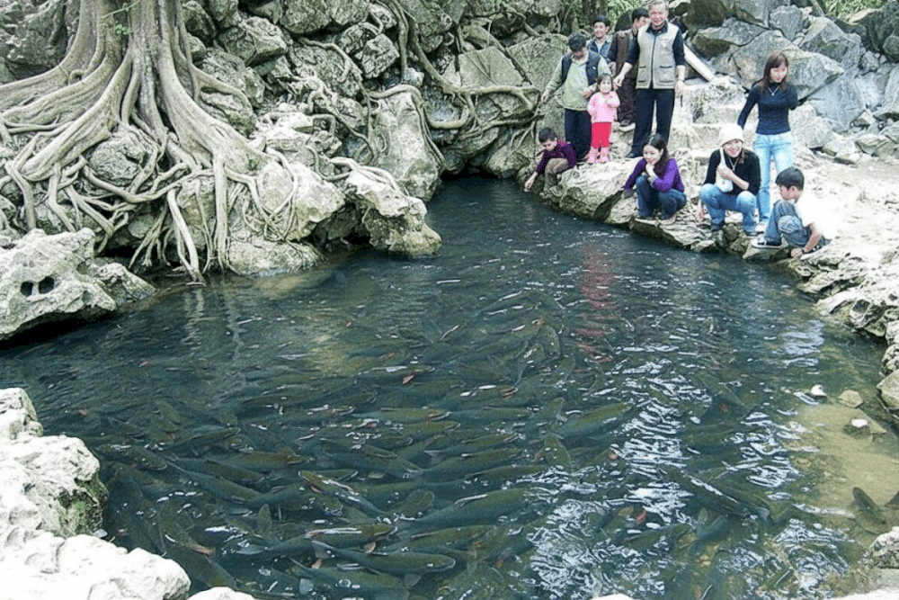 Suối c&aacute; thần Cẩm Lương